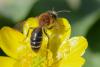 Andrena sp.